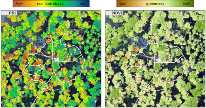  Grafik: Petra D’Odorico, WSL